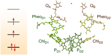 Graphical abstract: Triplet states in the reaction center of Photosystem II