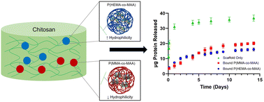 Graphical abstract: Two-phase matrices for the controlled release of therapeutic proteins