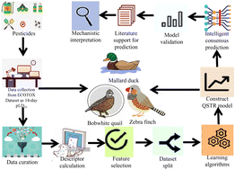 Graphical abstract: Exploring regression-based QSTR and i-QSTR modeling for ecotoxicity prediction of diverse pesticides on multiple avian species