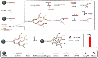 Graphical abstract: Ultrasensitive detection of the H5N1 nucleic acid fragment by ICP-MS using DNA dendrimer-carried silver nanoparticle labeling