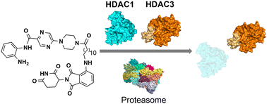 Graphical abstract: Cereblon-recruiting proteolysis targeting chimeras (PROTACs) can determine the selective degradation of HDAC1 over HDAC3
