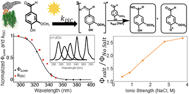 Graphical abstract: Wavelength-resolved quantum yields for vanillin photochemistry: self-reaction and ionic-strength implications for wildfire brown carbon lifetime