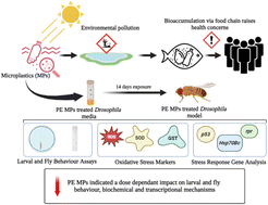 Graphical abstract: Polyethylene microplastics affect behavioural, oxidative stress, and molecular responses in the Drosophila model