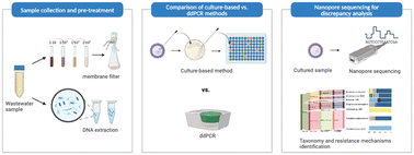 Graphical abstract: Comparative analysis of culture- and ddPCR-based wastewater surveillance for carbapenem-resistant bacteria