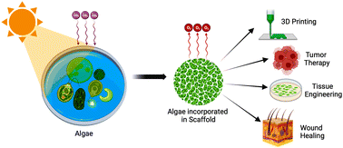 Graphical abstract: Roadmap of algal autotrophic tissue engineering in the avenue of regenerative wound therapy