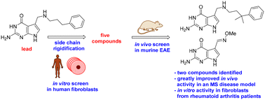 Graphical abstract: A new class of 7-deazaguanine agents targeting autoimmune diseases: dramatic reduction of synovial fibroblast IL-6 production from human rheumatoid arthritis patients and improved performance against murine experimental autoimmune encephalomyelitis