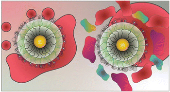 Graphical abstract: A reflection on ‘Protein coronas suppress the hemolytic activity of hydrophilic and hydrophobic nanoparticles’