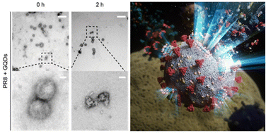 Graphical abstract: Graphene quantum dots as potential broad-spectrum antiviral agents