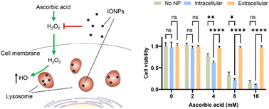 Graphical abstract: Iron oxide nanozymes enhanced by ascorbic acid for macrophage-based cancer therapy