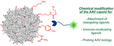 Graphical abstract: Chemical approaches to probe and engineer AAV vectors