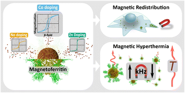 Graphical abstract: Semisynthetic ferritin-based nanoparticles with high magnetic anisotropy for spatial magnetic manipulation and inductive heating