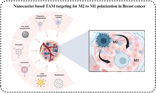 Graphical abstract: Unleashing nanotechnology to redefine tumor-associated macrophage dynamics and non-coding RNA crosstalk in breast cancer