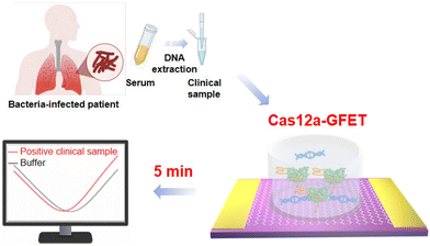Graphical abstract: Amplification-free detection of Mycobacterium tuberculosis using CRISPR-Cas12a and graphene field-effect transistors