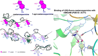 Graphical abstract: C-2 fluorinated castanospermines as potent and specific α-glucosidase inhibitors: synthesis and structure–activity relationship study