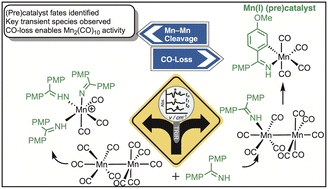 Graphical abstract: The importance of understanding (pre)catalyst activation in versatile C–H bond functionalisations catalysed by [Mn2(CO)10]