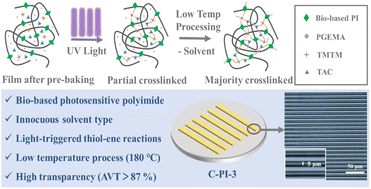 Graphical abstract: Innocuous solvent-based, low-temperature curable, and highly transparent photosensitive polyimides developed using soluble polyimides containing bio-based magnolol moieties