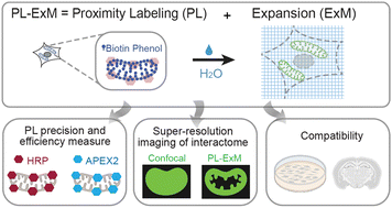 Graphical abstract: Proximity labeling expansion microscopy (PL-ExM) evaluates interactome labeling techniques