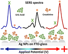 Graphical abstract: Quantitative multiplexing of uric acid and creatinine using polydisperse plasmonic nanoparticles enabled by electrochemical-SERS and machine learning
