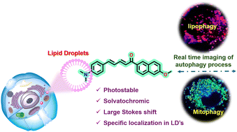 Graphical abstract: Live cell imaging of lipid droplets: fluorescent chalcones as probes for lipophagy and lipid–mitochondria interactions
