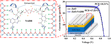 Graphical abstract: Application of a NADH-modified ZnO electron transport layer in high performance organic solar cells