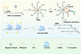 Graphical abstract: A DNA concatemer-encoded CRISPR/Cas12a fluorescence sensor for sensitive detection of Pb2+ based on DNAzymes