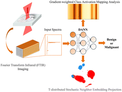 Graphical abstract: Label-free diagnosis of lung cancer by Fourier transform infrared microspectroscopy coupled with domain adversarial learning