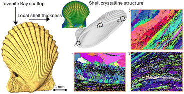 Graphical abstract: Investigating temperature influences on shell growth and microstructural variations in bay scallops: insights from multiscale microscopy