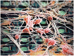 Graphical abstract: Advances in large-scale electrophysiology with high-density microelectrode arrays