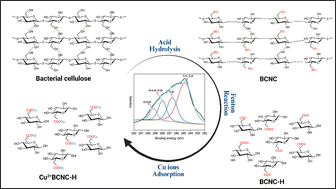 Graphical abstract: Facile and green carboxylation of never-dried bacterial cellulose produced from low-cost substrates: structural characterization and copper binding performance