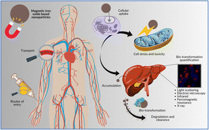Graphical abstract: Biotransformation and biological fate of magnetic iron oxide nanoparticles for biomedical research and clinical applications