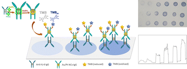 Graphical abstract: Dot-blot immunoassay based on antibody-nanocluster biohybrids as tags for naked-eye detection