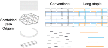 Graphical abstract: A long-staple design approach towards the scalable production of scaffolded DNA origami