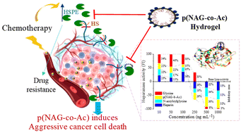 Graphical abstract: Poly[(N-acryloyl glycine)-co-(acrylamide)]-induced cell growth inhibition in heparanase-driven malignancies