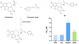 Graphical abstract: Colchicine–cinnamic acid hybrids with potent anticancer activities: synthesis, in vitro, and in vivo biological evaluations
