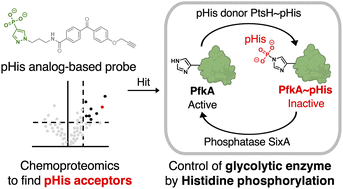 Graphical abstract: Chemoproteomic identification of phosphohistidine acceptors: posttranslational activity regulation of a key glycolytic enzyme