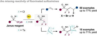 Graphical abstract: Radical photochemical difluorosulfoximination of alkenes and propellanes