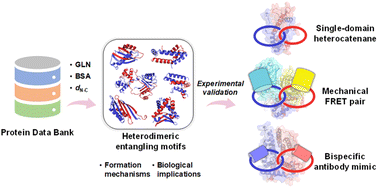 Graphical abstract: Heterodimeric protein entangling motifs: systematic discovery, feature analysis, and topology engineering