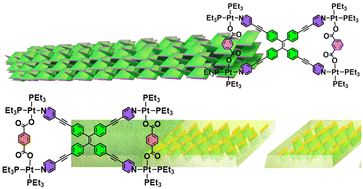 Graphical abstract: Carboxylate positional isomerism in metallacycles governs hierarchical assembly pathways