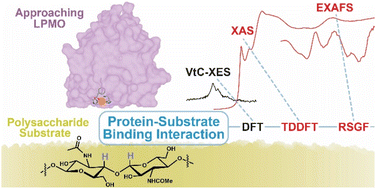 Graphical abstract: Structural and electronic modulations of lytic polysaccharide monooxygenase (LPMO) upon chitin binding: insights from X-ray spectroscopy