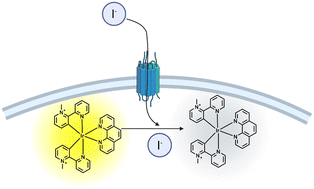 Graphical abstract: Development of a selective-iodide indicator for live-cell imaging and evaluation of CFTR activity