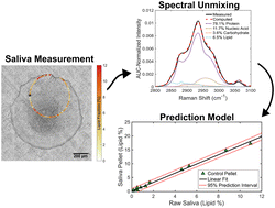 Graphical abstract: High-wavenumber Raman spectroscopy for the detection of Mycobacterium tuberculosis in saliva
