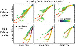 Graphical abstract: Colloidal rod dynamics under large amplitude oscillatory extensional flow