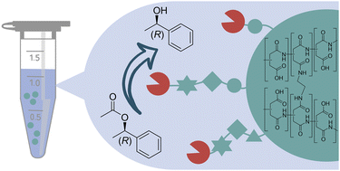 Graphical abstract: Functionalized poly(aspartic acid) hydrogel particles as carriers for covalent enzyme immobilization