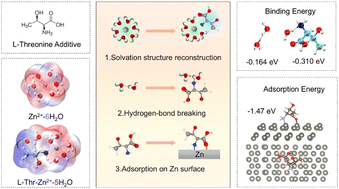 Graphical abstract: Synergistic solvation-surface engineering for high-performance aqueous zinc metal batteries