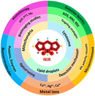 Graphical abstract: Far-red/NIR BODIPY probes in focus: tailored strategies for organelle-specific imaging and biomedical applications