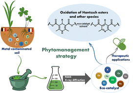 Graphical abstract: Phytomanagement strategy leads to plant-derived catalysts for the sustainable synthesis of oxidized Hantzsch esters