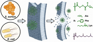 Graphical abstract: Antimicrobial amphiphilic random copolymers from bio-based methacrylates: effect of chemical composition on activity and selectivity