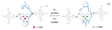 Graphical abstract: A copper-complexed rotaxane in motion: pirouetting of the ring on the millisecond timescale