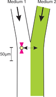 Graphical abstract: A microfluidic system in combination with optical tweezers for analyzing rapid and reversible cytological alterations in single cells upon environmental changes