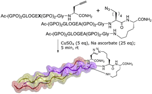 Graphical abstract: End-stapled homo and hetero collagen triple helices: a click chemistry approach